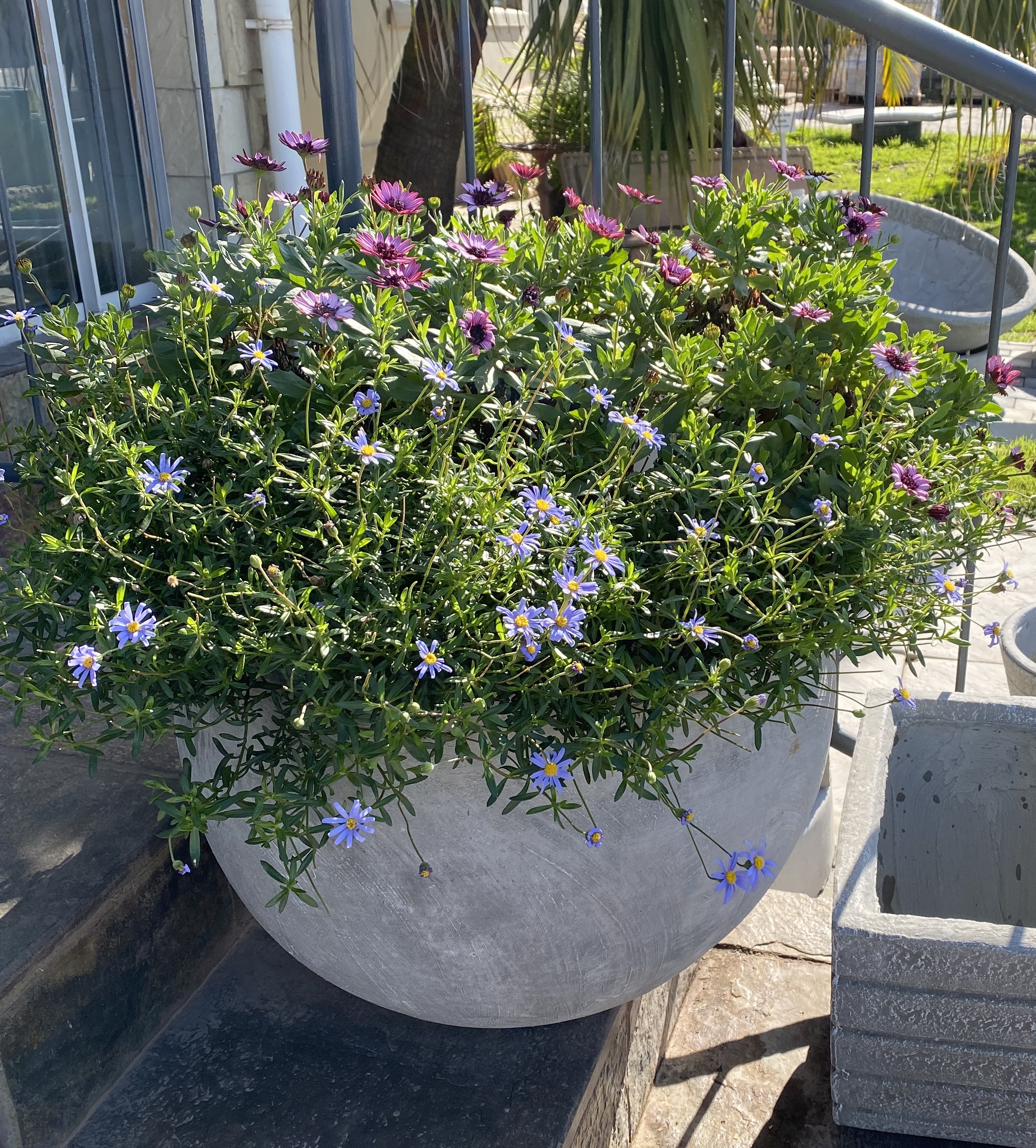 A round cement bowl pot planted with daisies